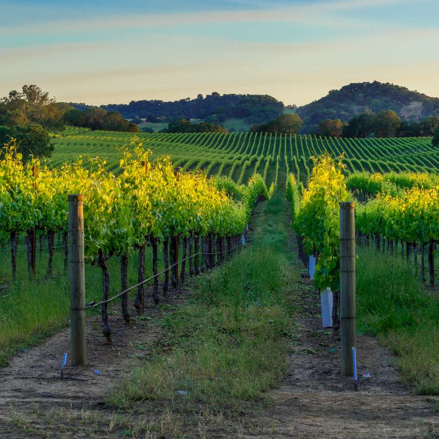A view of a vineyard in Napa Valley, a romantic honeymoon destination. 