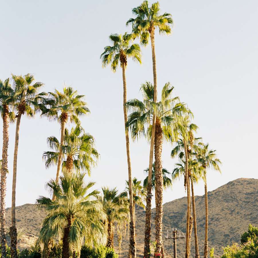 palm trees in California